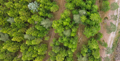 Lush green forest symbolizing the company’s commitment to the environment and sustainability.